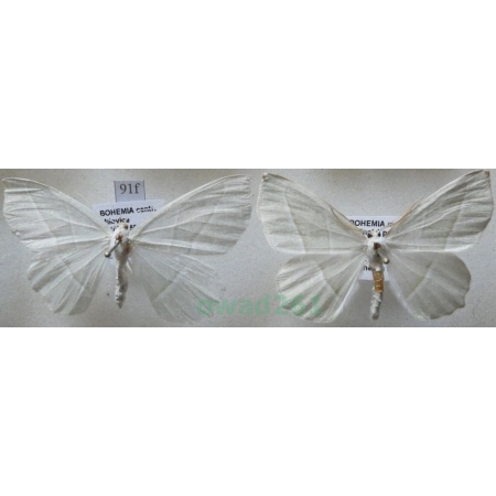 Campaea margaritaria (Linnaeus, 1761) pair Ostrolot muszlowiak Czech91f